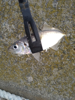 マアジの釣果