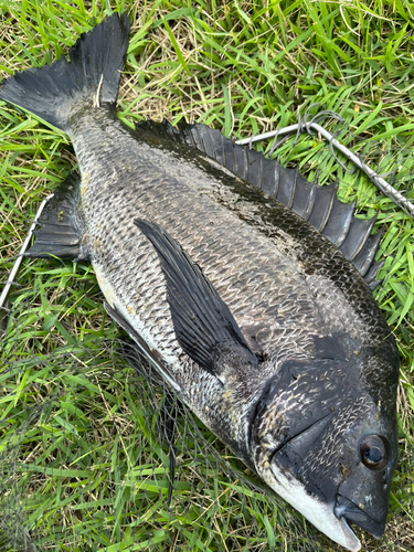 チヌの釣果