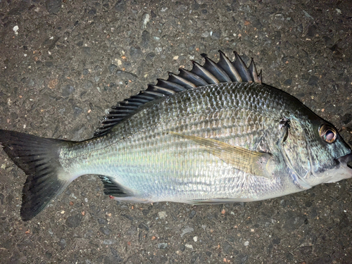 チヌの釣果