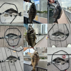 クロダイの釣果