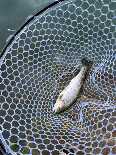 ニジマスの釣果