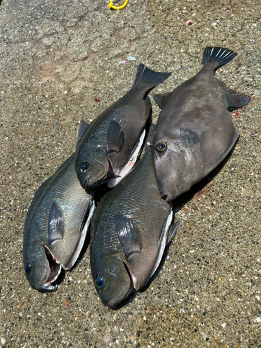 ウマヅラハギの釣果