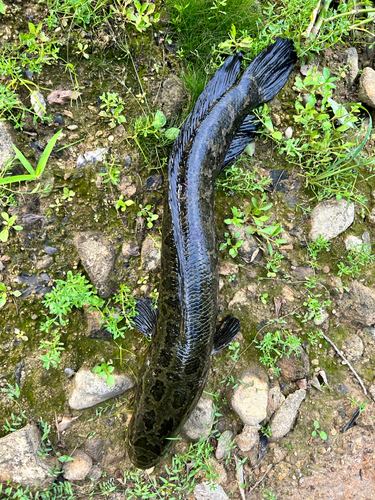 ライギョの釣果