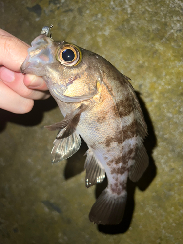 シロメバルの釣果