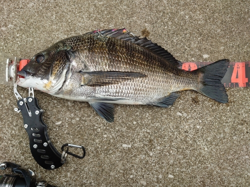 クロダイの釣果