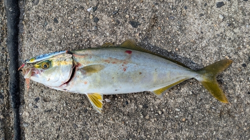 ワカシの釣果