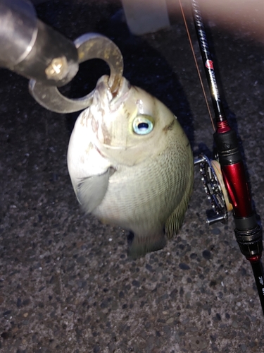 神奈川県で釣れたタコの釣り・釣果情報 - アングラーズ | 釣果500万件の魚釣り情報サイト