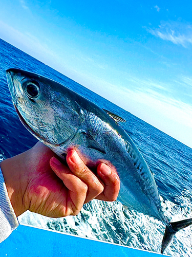 マルソウダの釣果