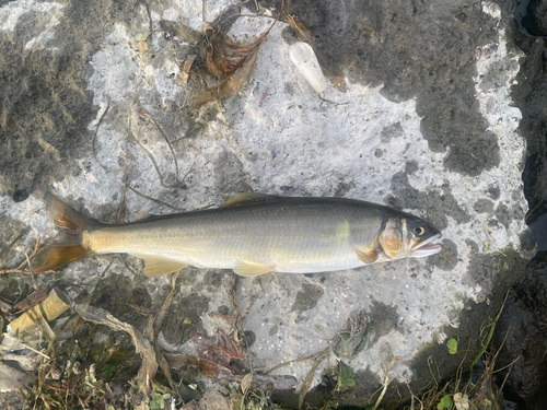 アユの釣果