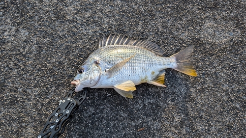 キビレの釣果