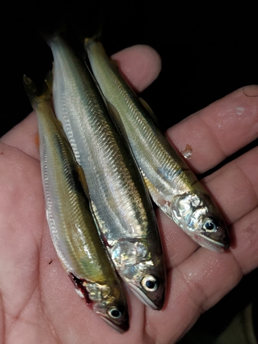 アユの釣果