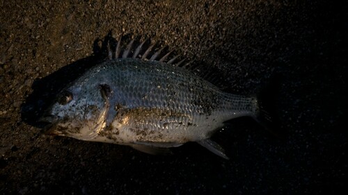 キビレの釣果