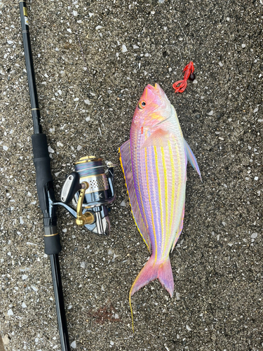 イトヨリダイの釣果