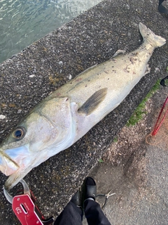 マルスズキの釣果