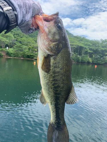 ラージマウスバスの釣果