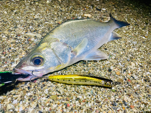 ヒラスズキの釣果