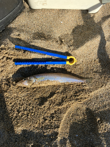 キスの釣果