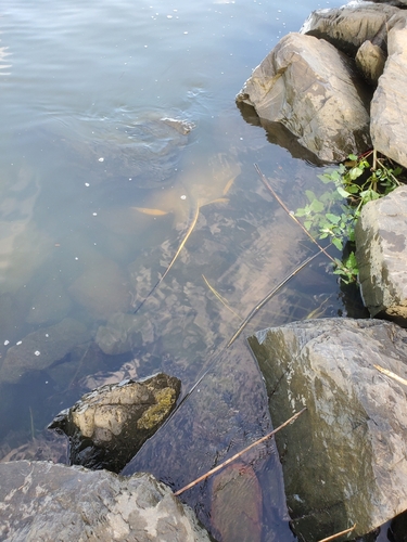 エイの釣果