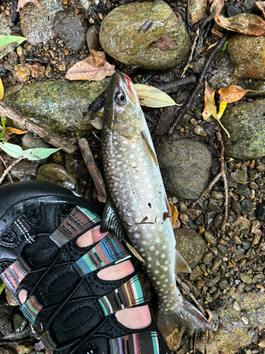 アメマスの釣果