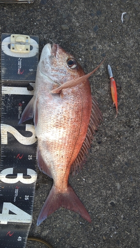 マダイの釣果