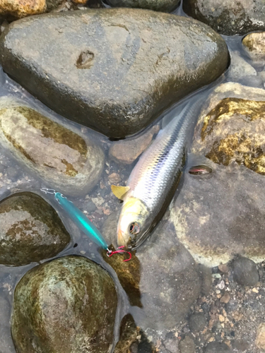 カワムツの釣果