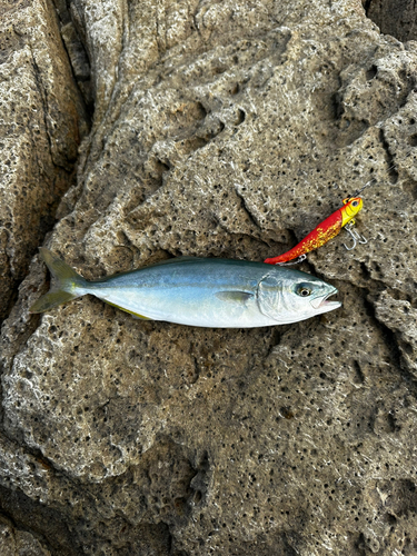 ツバスの釣果