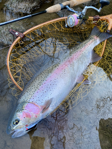 ニジマスの釣果