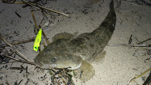 マゴチの釣果