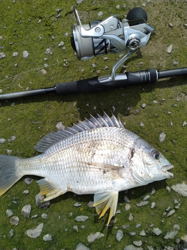 キチヌの釣果