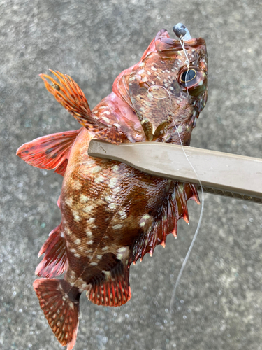 カサゴの釣果