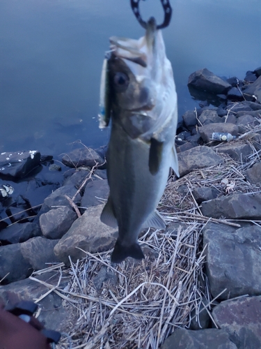 スズキの釣果