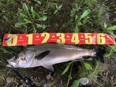 スズキの釣果