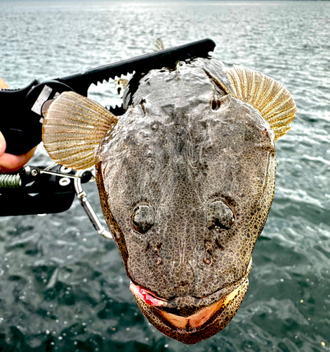 マゴチの釣果