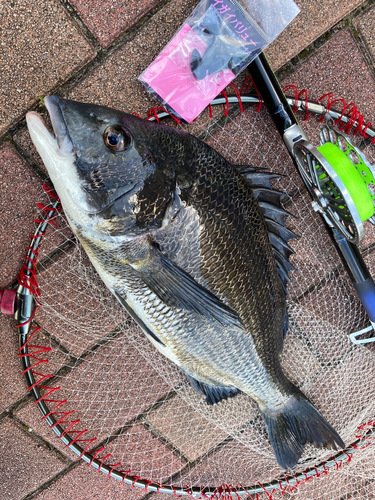 チヌの釣果