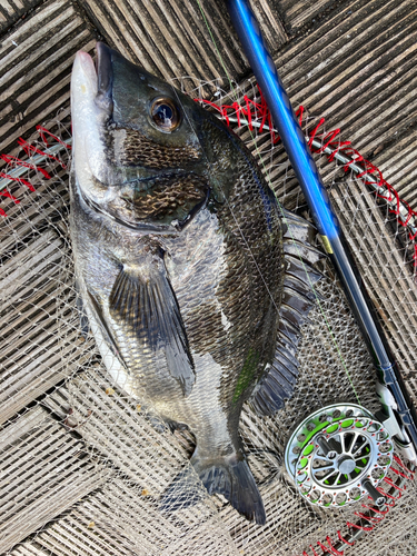 チヌの釣果