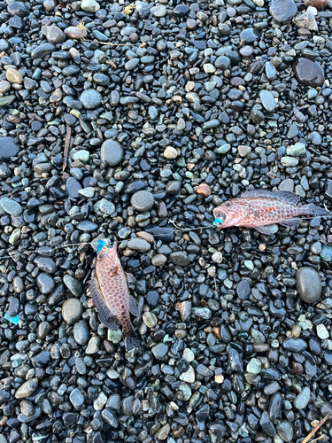 オオモンハタの釣果