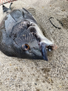 チヌの釣果