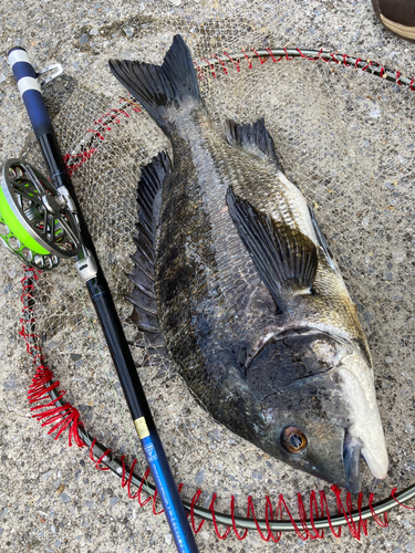 チヌの釣果