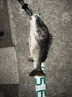 クロダイの釣果