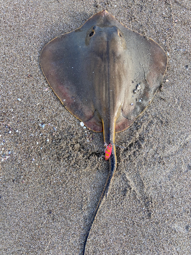 アカエイの釣果