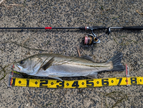 シーバスの釣果