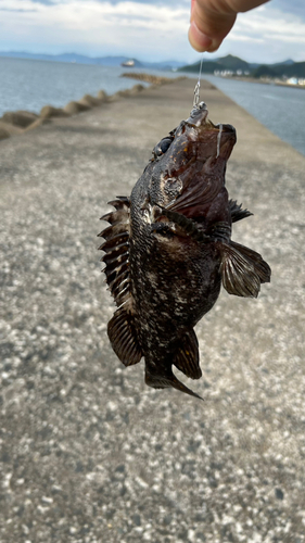 オウゴンムラソイの釣果