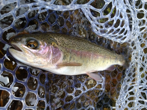 ニジマスの釣果