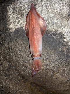 ケンサキイカの釣果