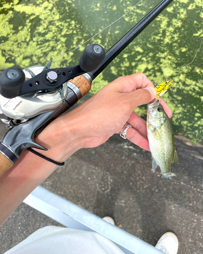 ブラックバスの釣果