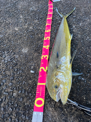 シイラの釣果