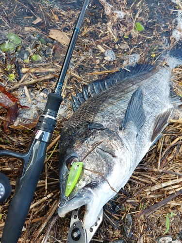 チヌの釣果