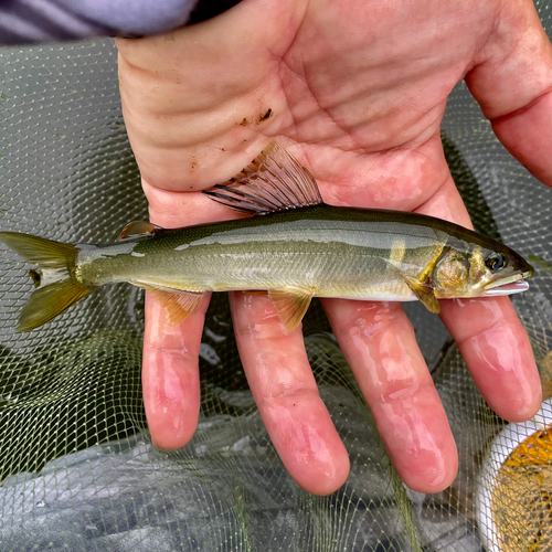 アユの釣果