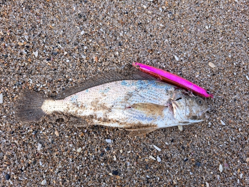 イシモチの釣果