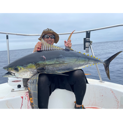 キハダマグロの釣果